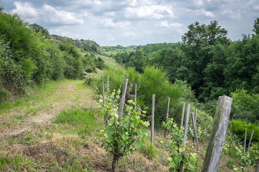 The regeneration game