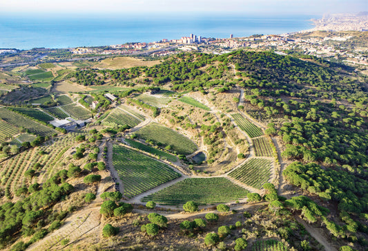 Vines at the Can Genís estate at Cava producer Alta Alella in the Serralada de Marina Park, with Barcelona in the background