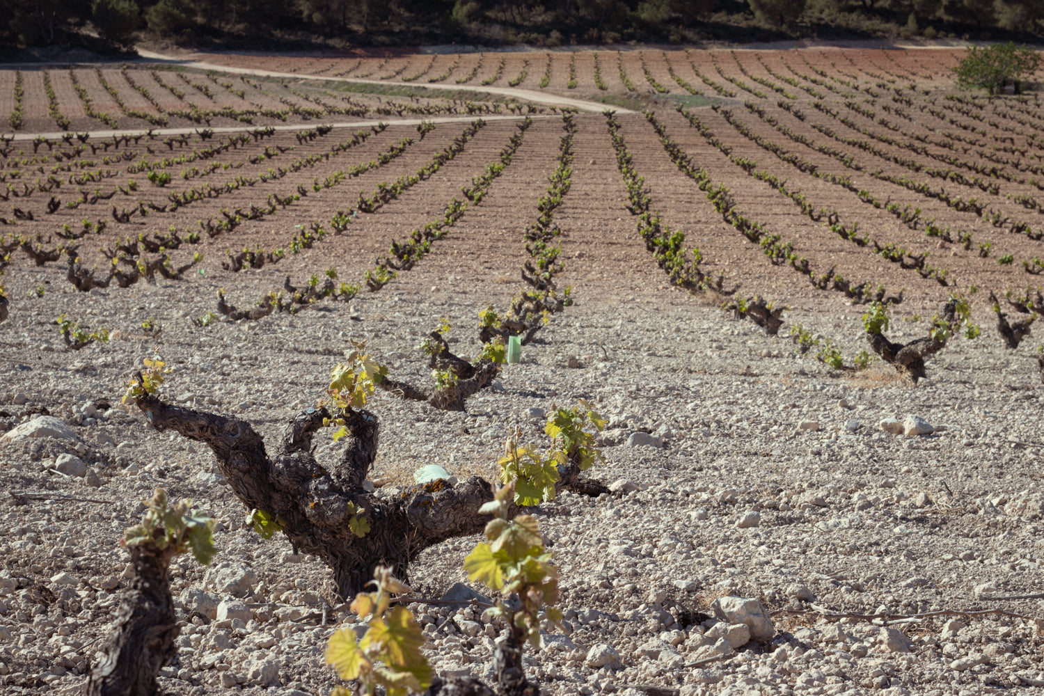 Old vines in Jumilla
