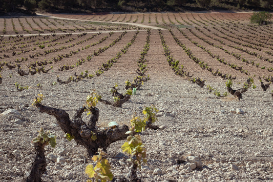 Old vines in Jumilla