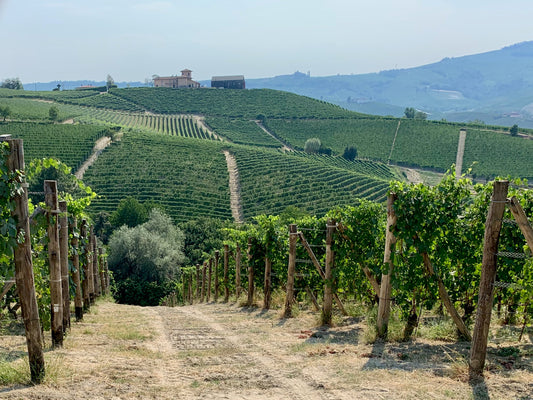 The wines of Piemonte