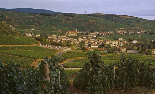 Burgundy in the face of climate change: Was no-one listening?