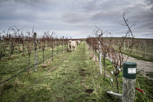 Biodynamic preparations for healthy vines