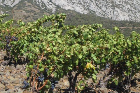 The Revival of Carignan
