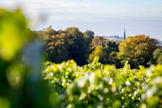 Wine Touring in England