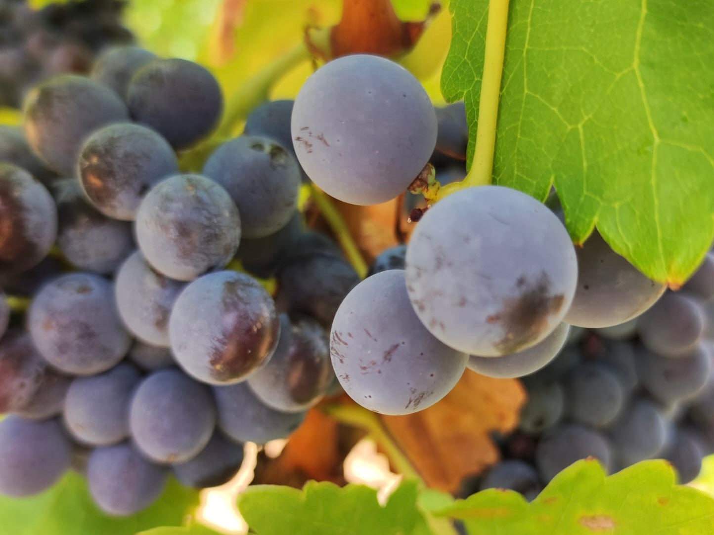 Grenache: blood, fire and juicy sweetness