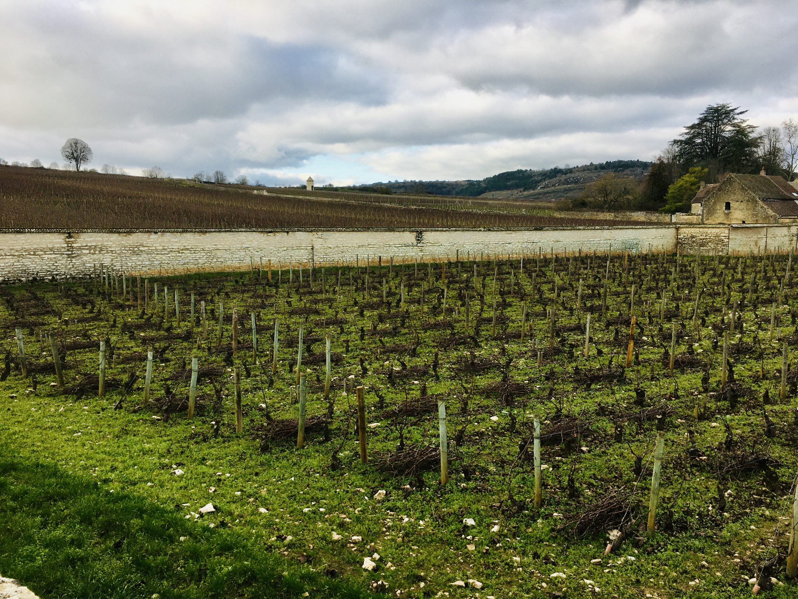 Burgundy in the time of Covid
