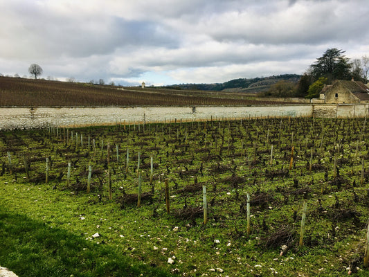 Burgundy in the time of Covid