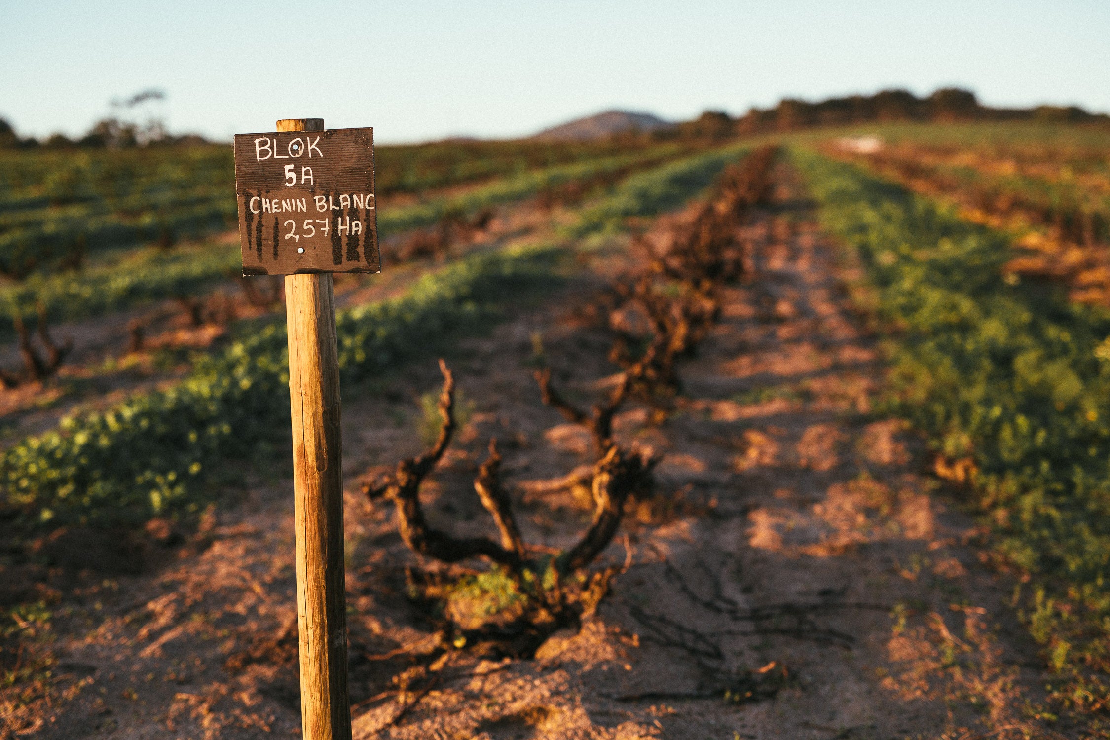 The New Life of Chenin Blanc