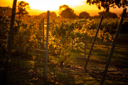 Wildfires: UK wine producers consider risk of smoke taint