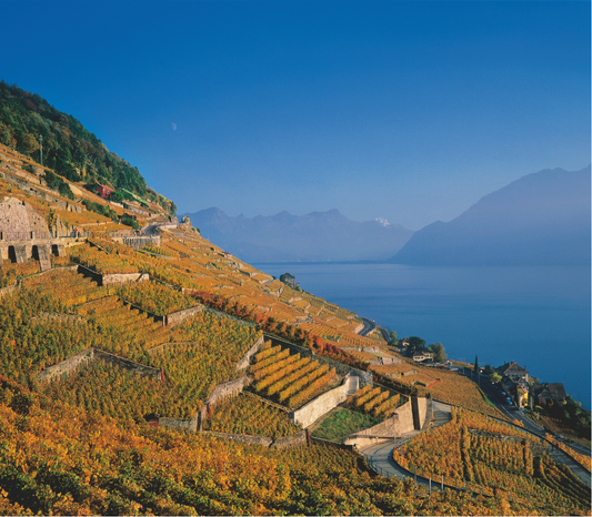 Swiss Pinot Noir – who knew?