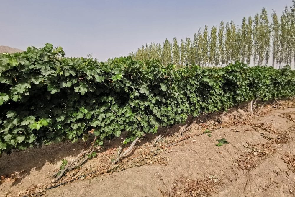 China: Burying Vines in Winter