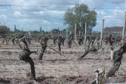 Loire: Frost and Frost Protection