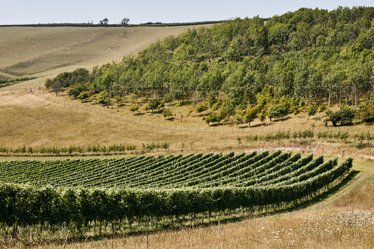 Golden hills and vineyard in the UK in August