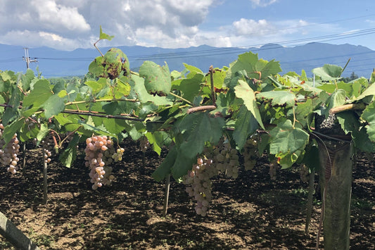 The Japanese Indigenous Grape - Koshu