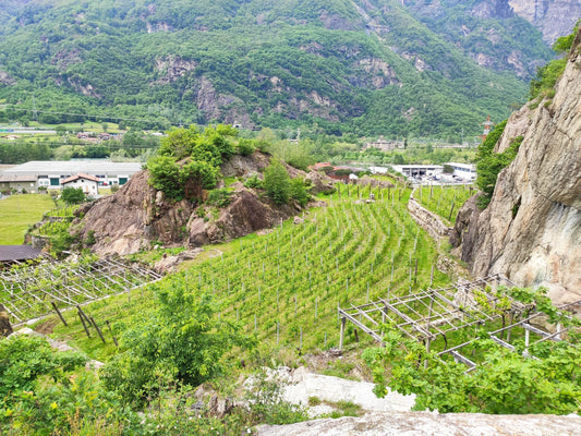 Newcomers in Carema