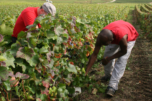 Champagne: A Question of Yield