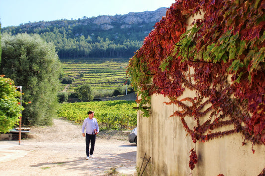 White Cassis: a Riviera Rarity