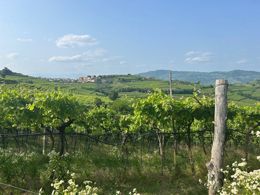 Soave: all the colours of white