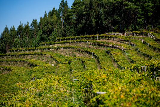 Albariño Shines from West to East