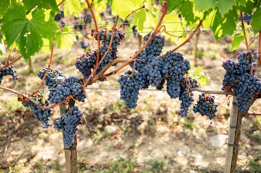 Montalcino’s Rollercoaster 2019 Vintage