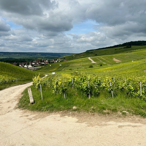 a vineyard in the Cumières region of France