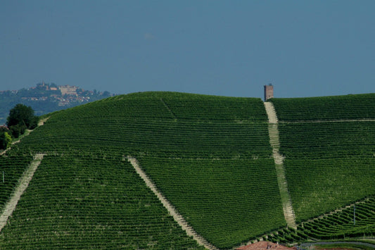 Barbaresco Asili: No More Refined Barbaresco!