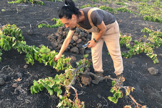 Winemaking in La Palma