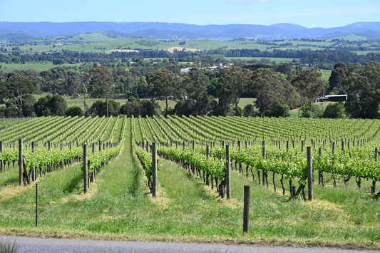 Yarra Valley - Phylloxera Has Given us a Chance