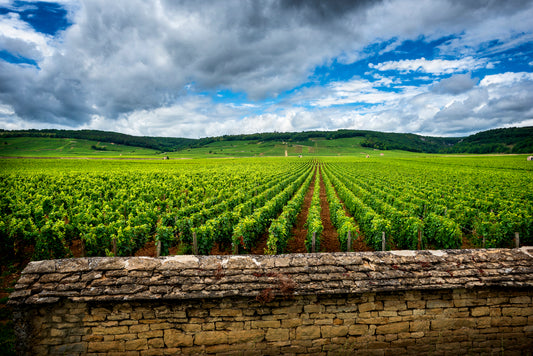 Happy National Pinot Noir Day!