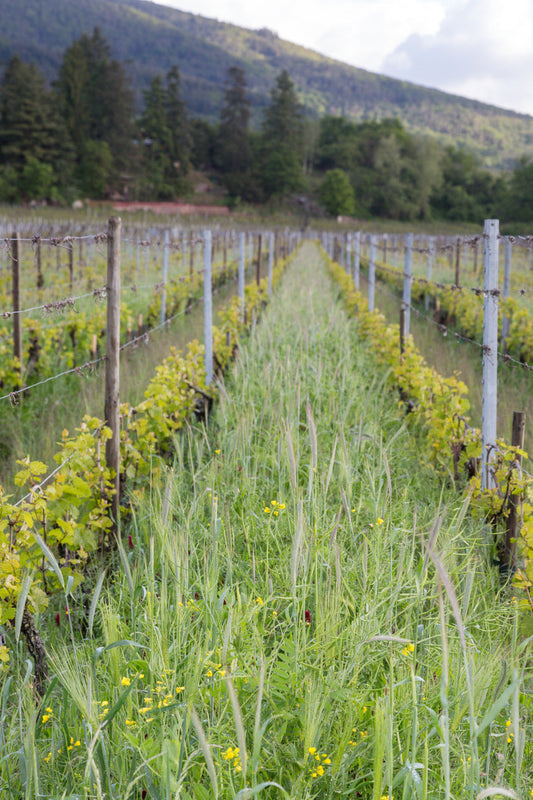 Biodynamics: truth or magic?