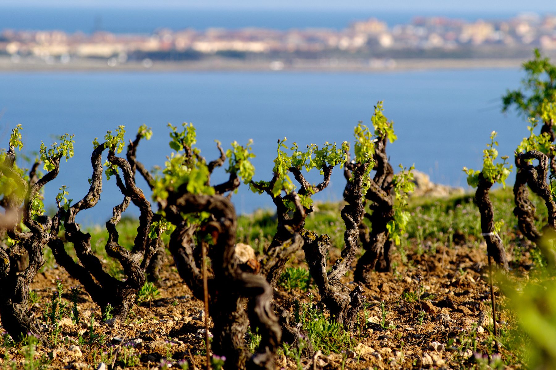 Languedoc: The New Whites