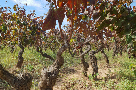 The Rosés of Italy’s Salento Peninsula