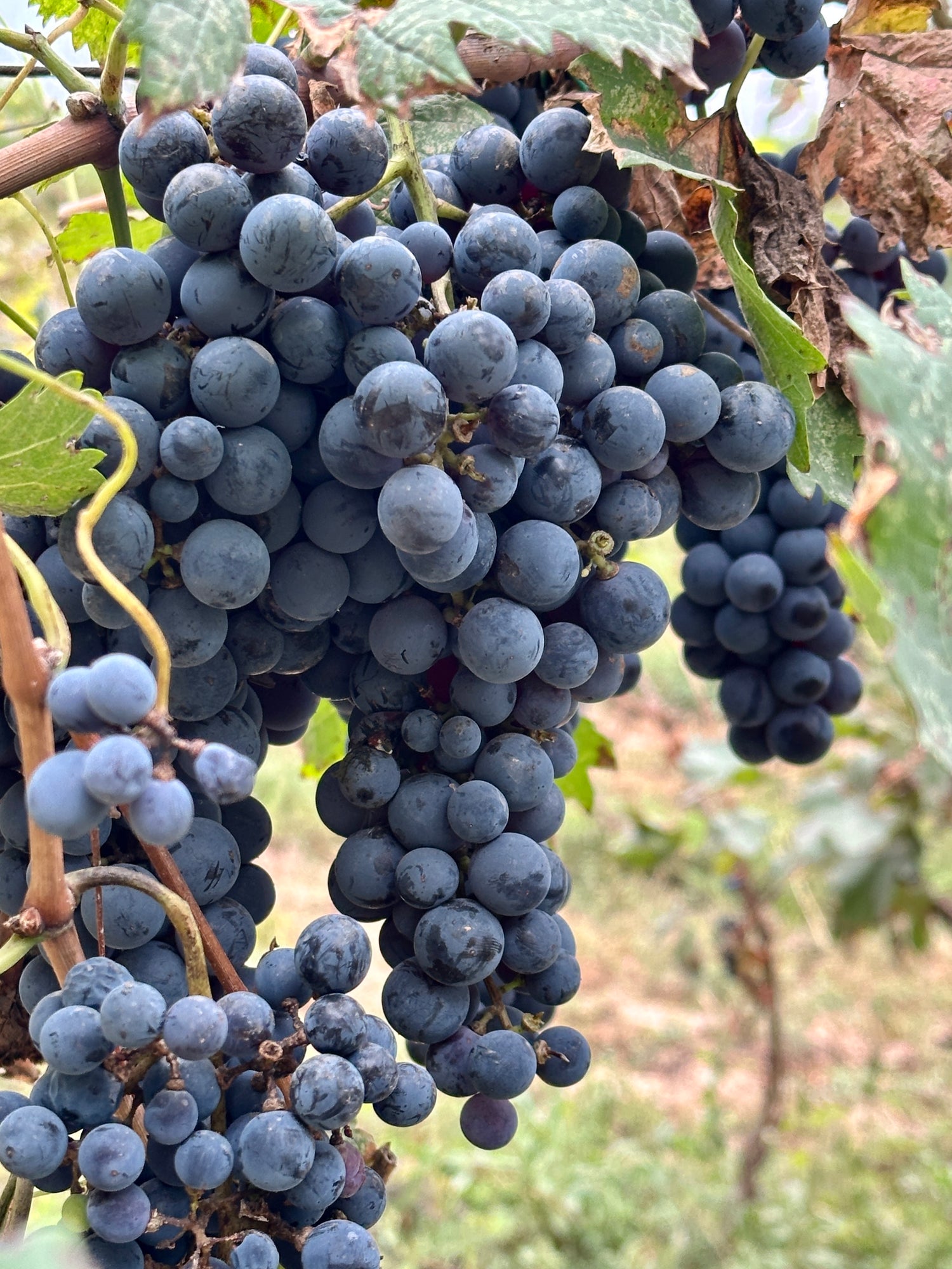 Bunch of grapes at Domaine des Aro