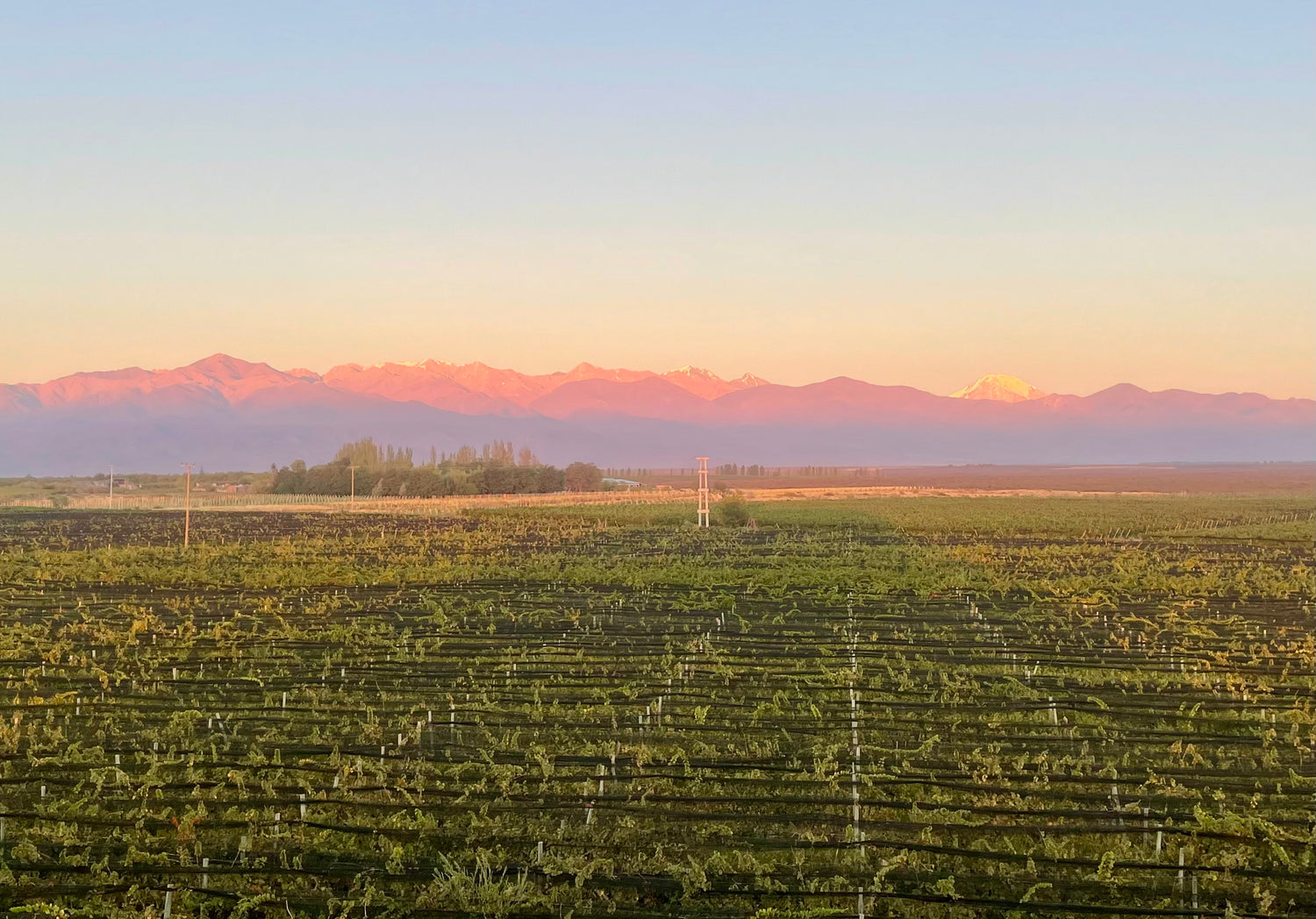 The Andes loom beyond Domaine Bousquet's vineyards, Uco Valley, Argentina