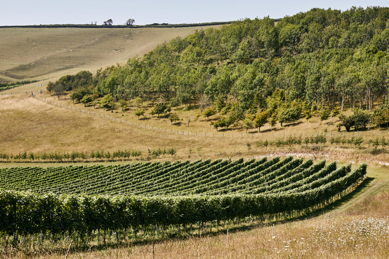 A scenic landscape photograph of a vineyard with neat rows of green grapevines in the foreground, rolling golden hills, and a dense green forest on a hillside under a clear blue sky.