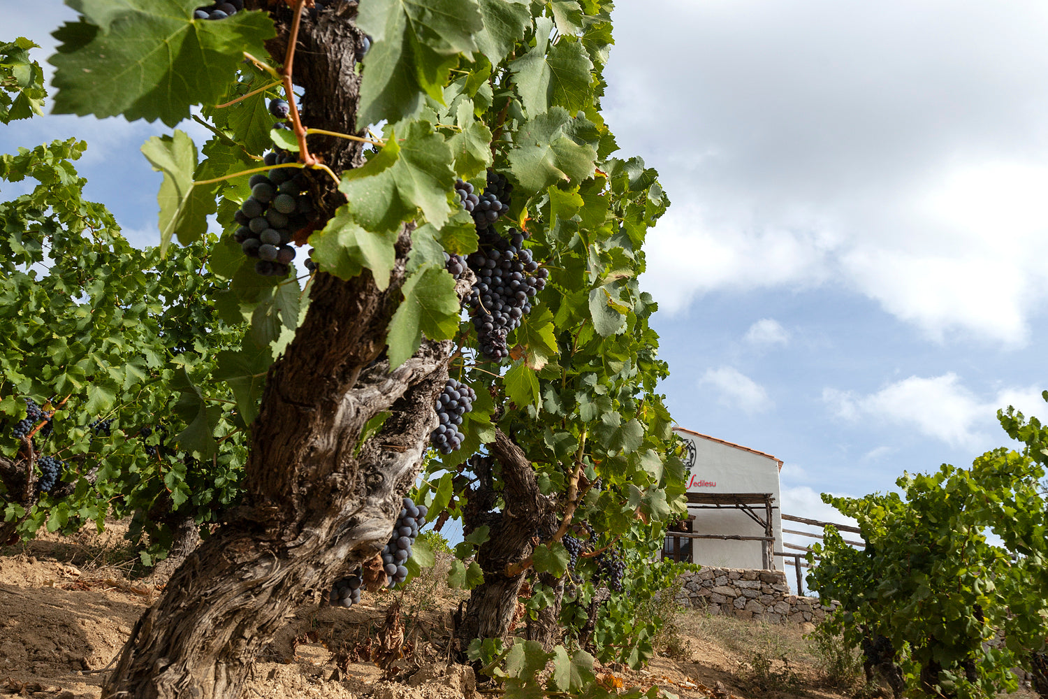 Grape vines outside at a vineyard.