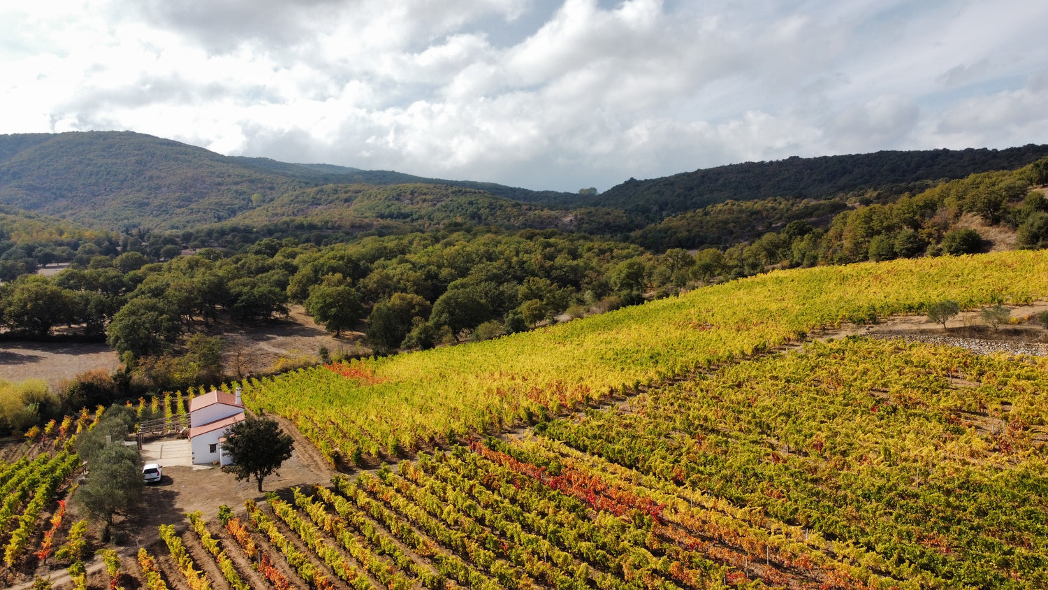 Sedilesu Vineyard with colorful rows of grapes under a cloudy sky