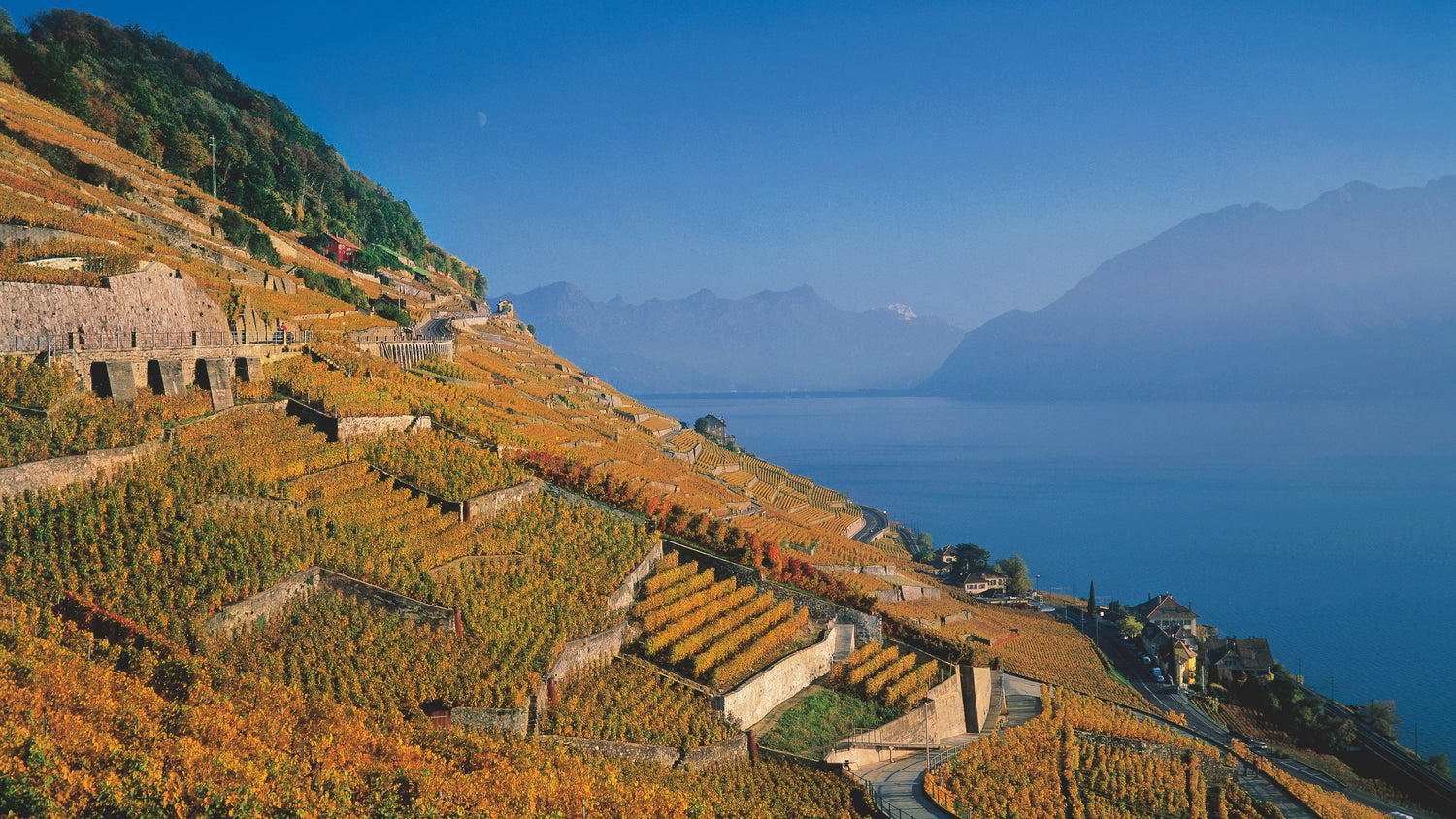 Swiss vineyard with lake and mountains in the distance