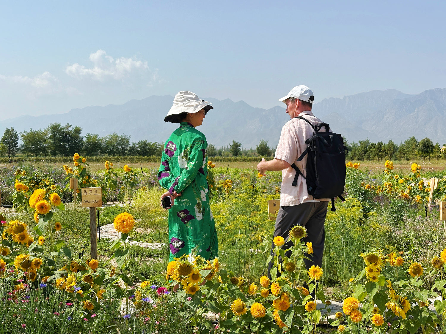 Two people walking through a field of sunflowers and vineyard with mountains in the background.