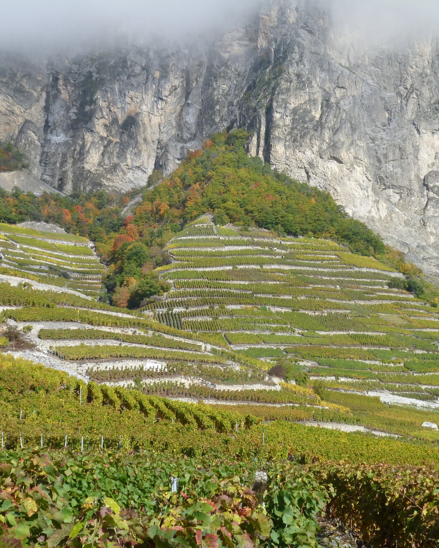 Vibrant green Swiss vineyard with a mountain behind