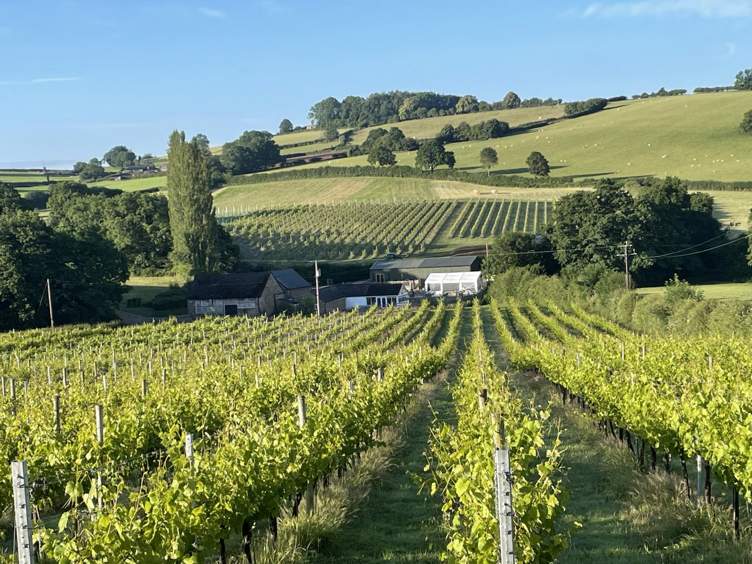 Image of White Castle Vineyards