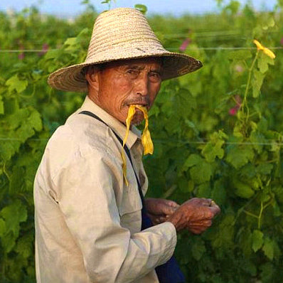 Chinese vine worker