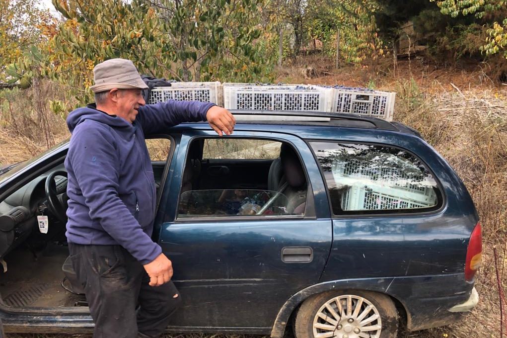 Tino, one of the campesinos who helps Roberto Henriquez, is loading País grapes into the back of his car