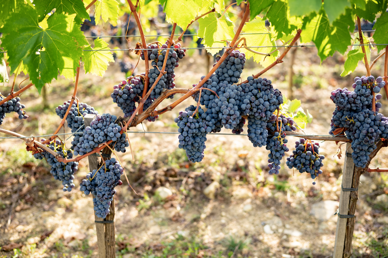 Organic Brunello grapes
