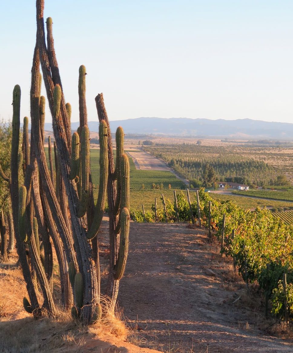 Chili vineyards w cacti
