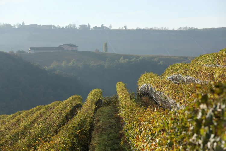 Oddero Estate and Winery in the autumn