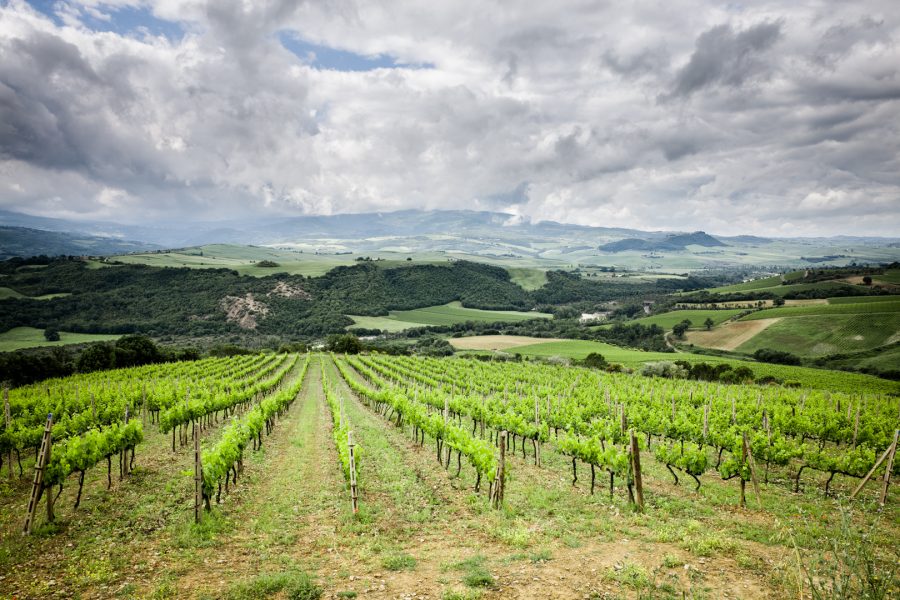 Ciacci Piccolomini vineyards Montalcinians